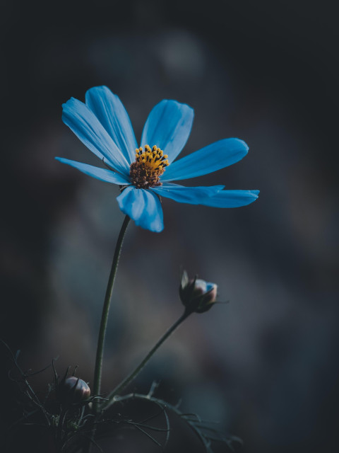 garden products image