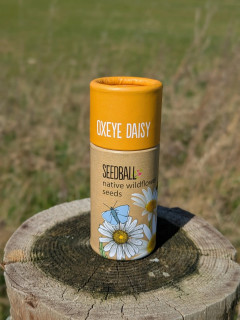 Oxeye Daisy Seedballs (20 balls)