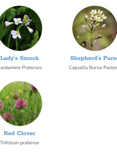 Edible Seedballs (100 balls)