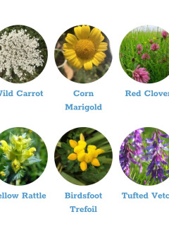 Wildlife Mix Seedballs packet