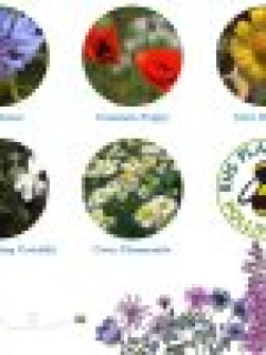 Annual Mix Seedballs packet