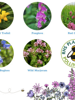 Bee Mix Seedballs (100 balls)