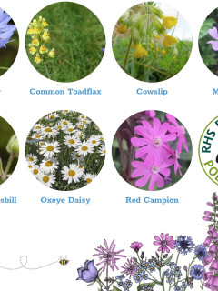 Garden Meadow Mix Seedballs packet