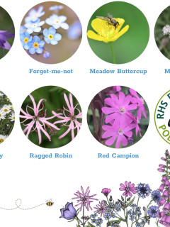 Shade Mix Seedballs packet